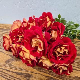 Floribunda Rose Ketchup & Mustard