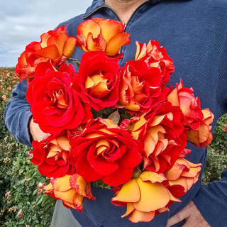 Floribunda Rose Ketchup & Mustard