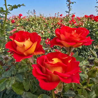 Floribunda Rose Ketchup & Mustard