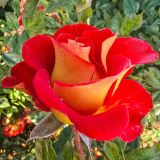Floribunda Rose Ketchup & Mustard