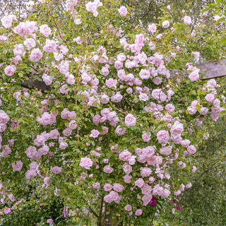 Climbing Rose New Dawn