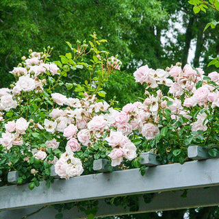 Climbing Rose New Dawn