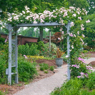 Climbing Rose New Dawn