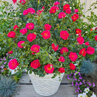 Be My Baby™ Patio Rose