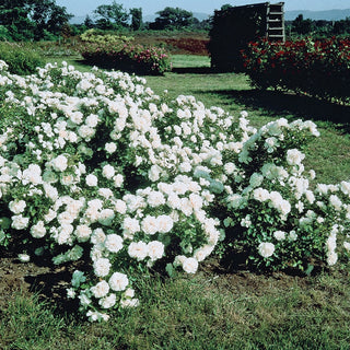 White Meidiland® Groundcover Rose