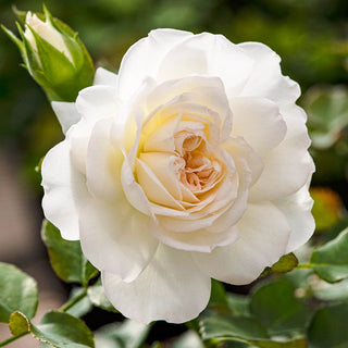 White Meidiland® Groundcover Rose