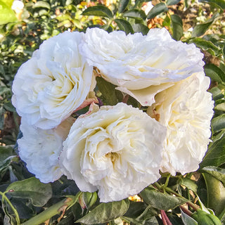 White Meidiland® Groundcover Rose