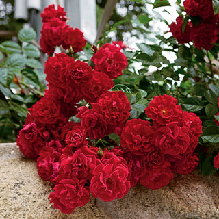 Red Ribbons™ Groundcover Rose