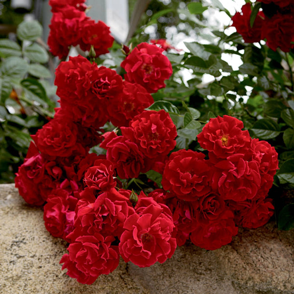 Red Ribbons™ Groundcover Rose – K. van Bourgondien