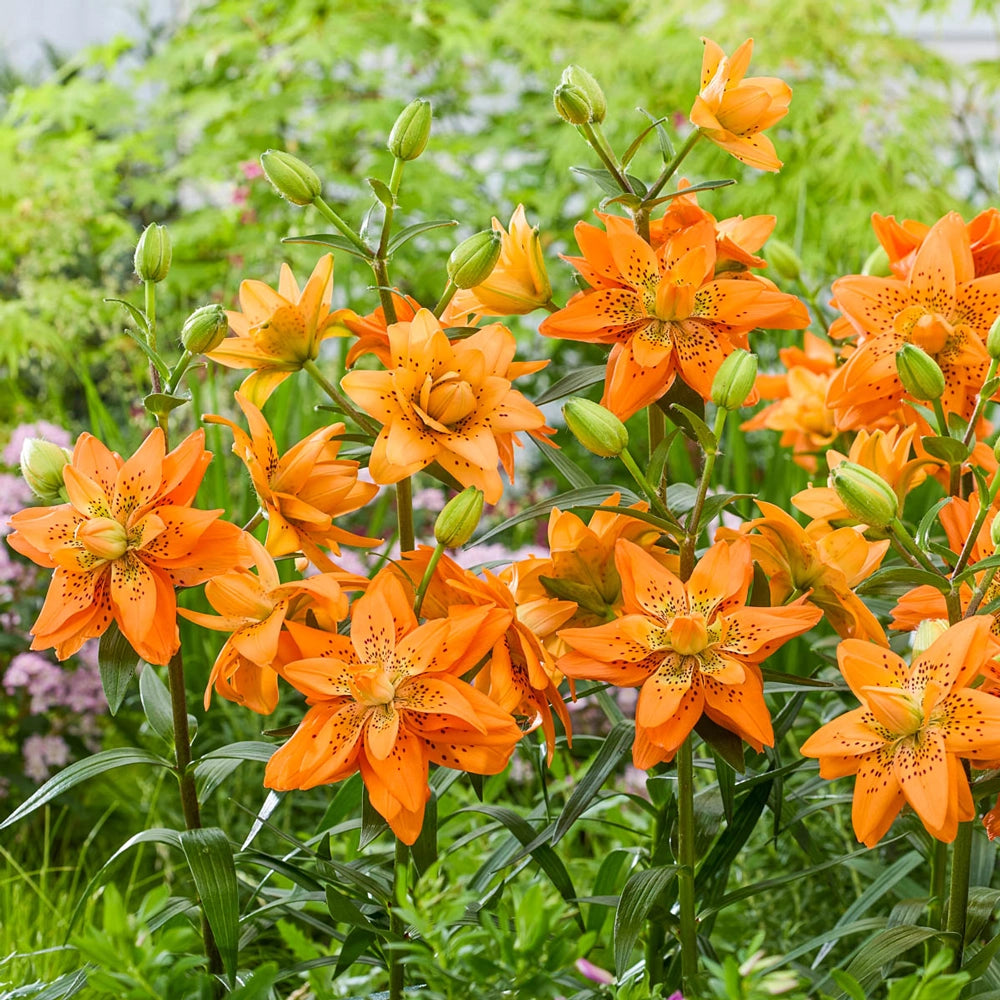 double lily flower Double Lily Dutch Design