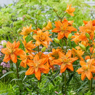 Double Lily Dutch Design