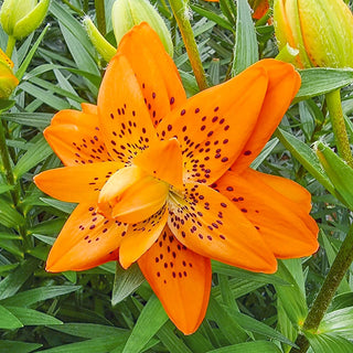 Double Lily Dutch Design