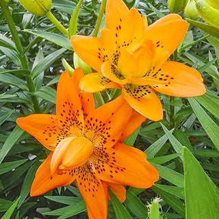 Double Lily Dutch Design