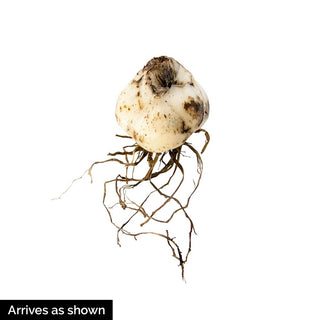 Double Lily Dutch Design