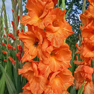 Gladiolus Fingerprint Orange