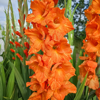 Gladiolus Fingerprint Orange