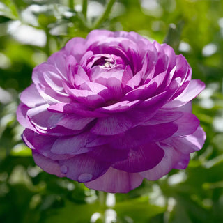 Aviv Ranunculus Purple