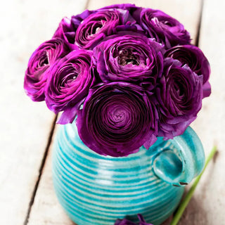 Aviv Ranunculus Purple