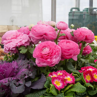 Aviv Ranunculus Pink