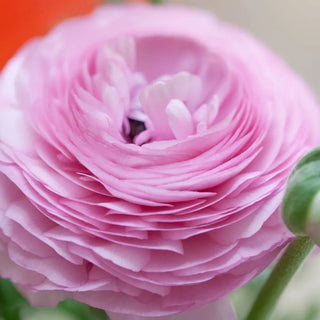 Aviv Ranunculus Pink