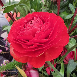 Aviv Ranunculus Red