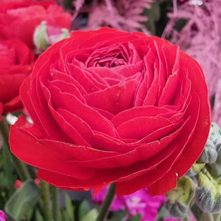 Aviv Ranunculus Red
