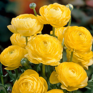 Aviv Ranunculus Yellow