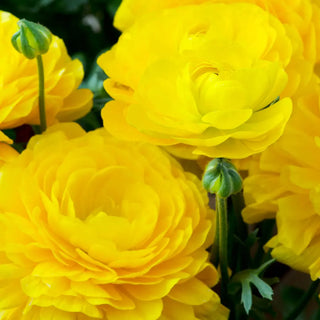 Aviv Ranunculus Yellow