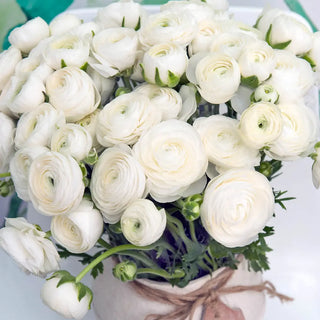 Aviv Ranunculus White