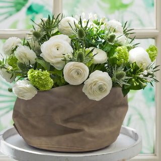 Aviv Ranunculus White