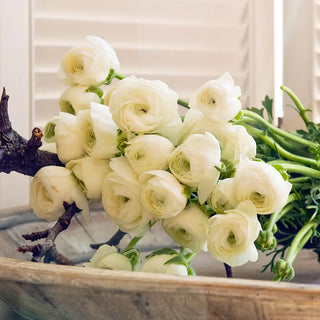Aviv Ranunculus White