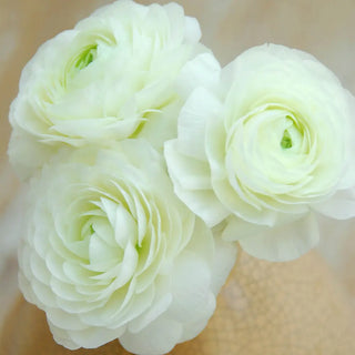 Aviv Ranunculus White