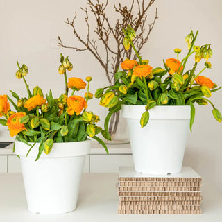 Aviv Ranunculus Orange