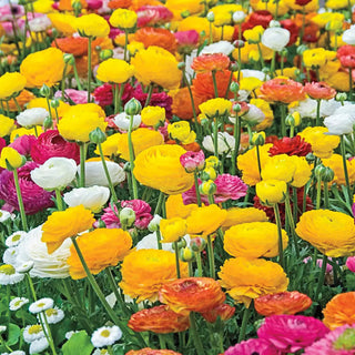 Aviv Ranunculus Mixed Colors
