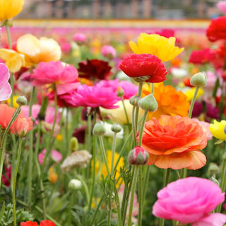 Aviv Ranunculus Mixed Colors