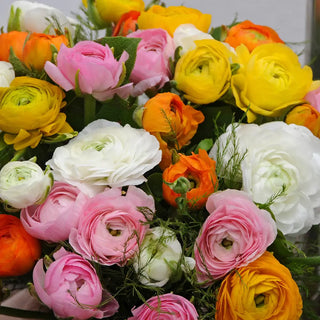 Aviv Ranunculus Mixed Colors