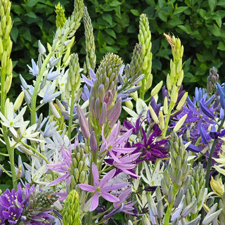 Camassia Breeders Mix