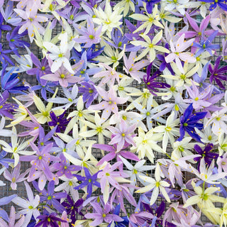 Camassia Breeders Mix