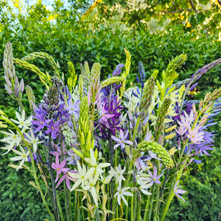 Camassia Breeders Mix