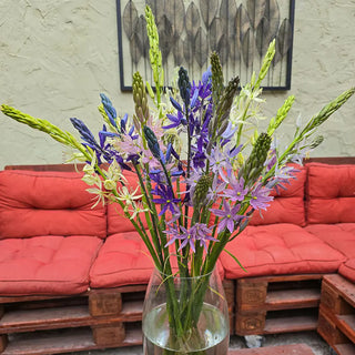 Camassia Breeders Mix