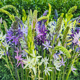 Camassia Breeders Mix