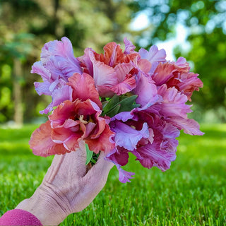 Parrot Tulip Vovos