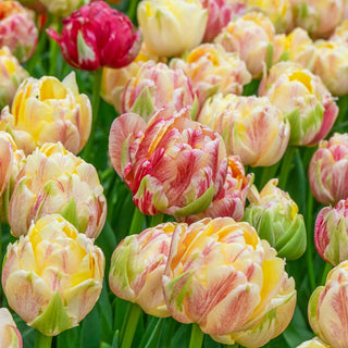 Double Peony Tulip Sprinkle Dip
