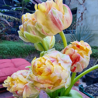 Double Peony Tulip Sprinkle Dip