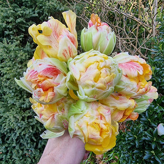 Double Peony Tulip Sprinkle Dip