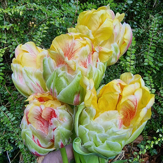 Double Peony Tulip Sprinkle Dip