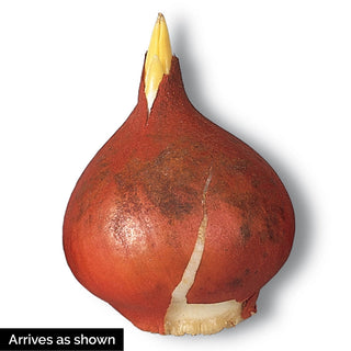 Double Peony Tulip Sprinkle Dip