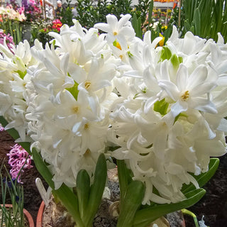 Hyacinth Siberia