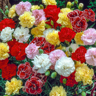 Mixed Hardy Carnations