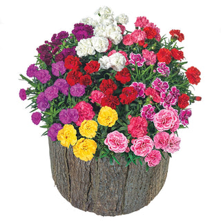 Mixed Hardy Carnations